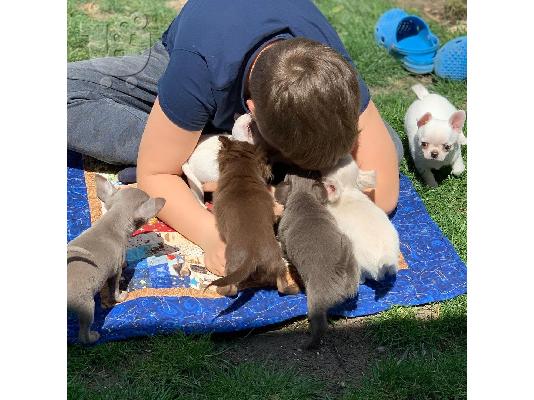 Εκπαιδευμένο chihuahua για 180 €